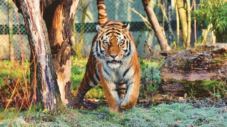 Le tigre est l'un des signes astrologiques au Vietnam