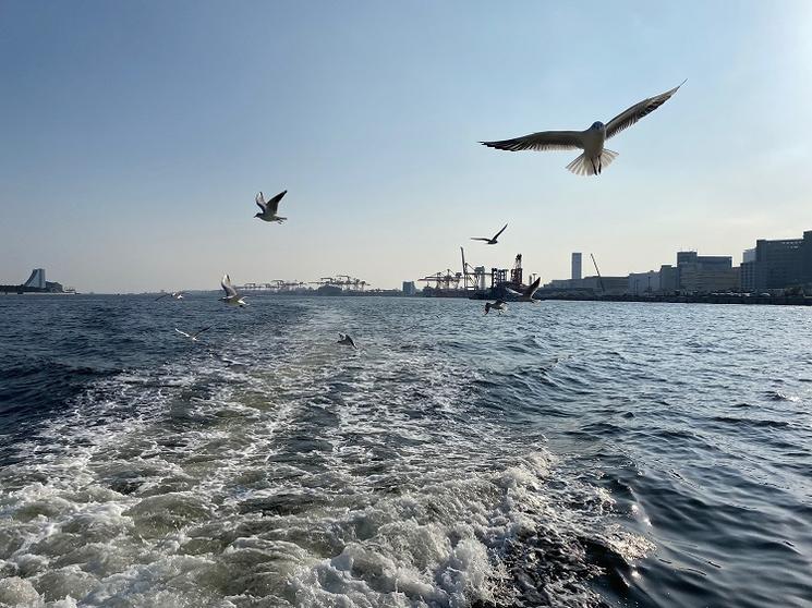 moment privilégié avec les mouettes en water taxi à tokyo