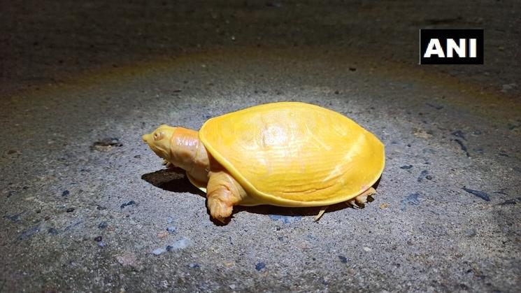 tortue jaune albinos découverte en Inde cette année 