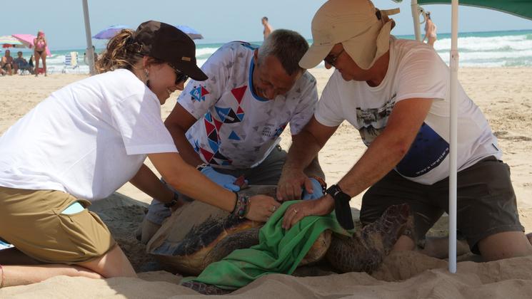 une tortue avec trois personnes a la plage