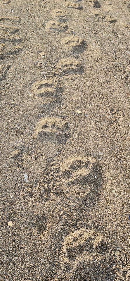 Traces de pas d’ours polaire sur la plage de Nuvuk, a Utqiagvik (Barrow) en août 2024