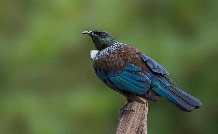 oiseau nouvelle zelande tui