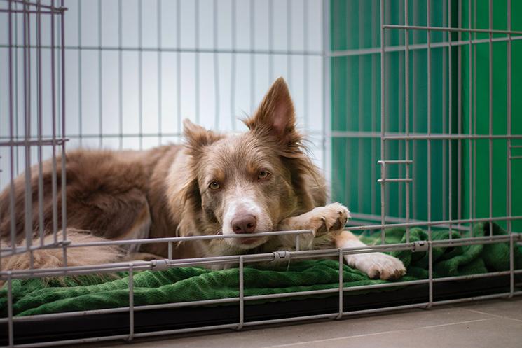 un chien dans une cage de voyage va faire un voyage en avion 