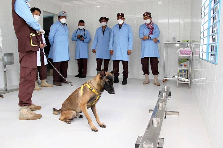 un chien renifleur cambodgien apprend à dépister le covid