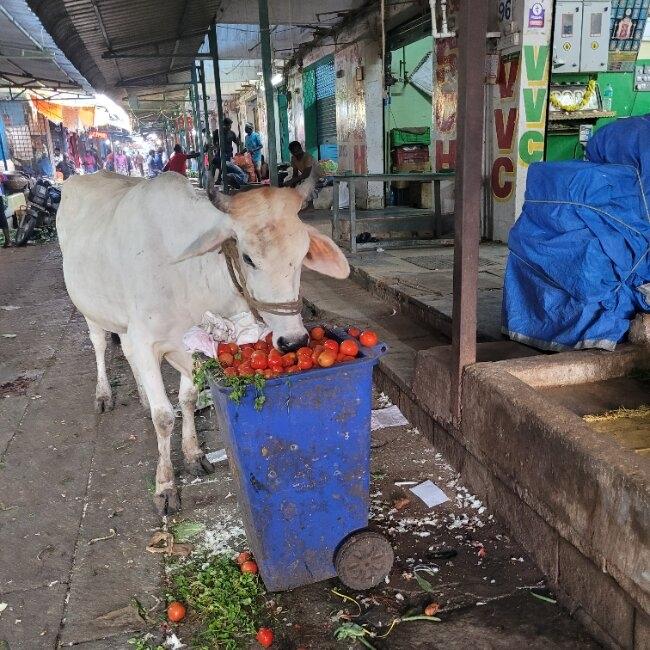 Vache mangeant des tomates sur un marché de Chennai. Photo : Fabienne