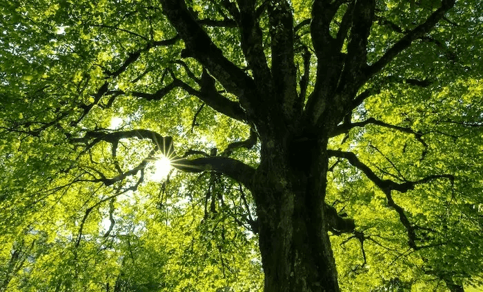 arbre avec feuilles vertes