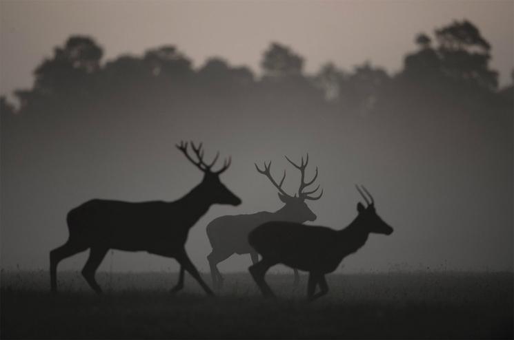 L'exposition en Forêt de Vincent Munier nous plonge dans la forêt du crépuscule à l'aube