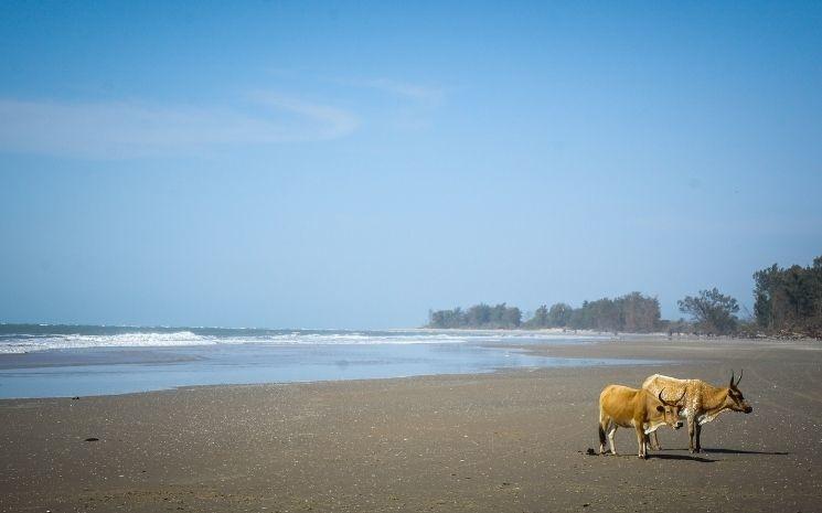 Plage de la région de la Casamance, Sénégal 