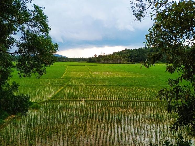 Rizieres à Wayanad dans le Kerala