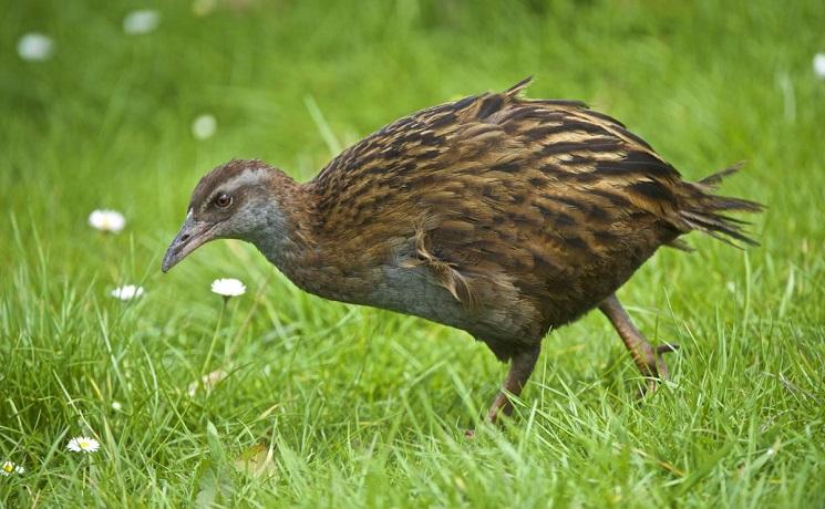 weka nouvelle zelande oiseau