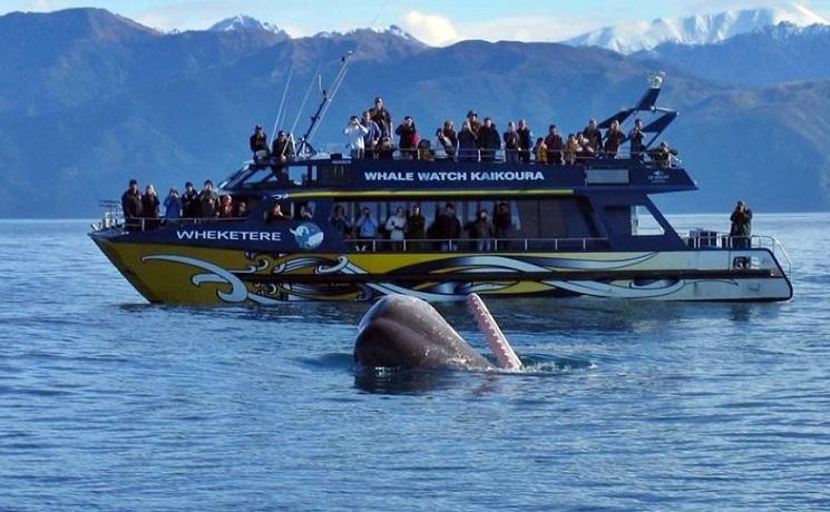 kaikoura observer baleines nouvelle zelande