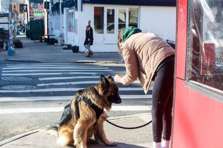 un dog café à Williamsburg