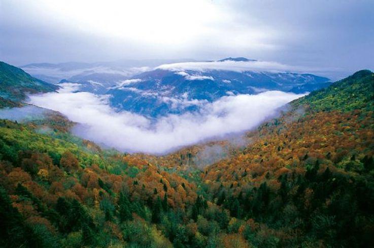 foret de yenice turquie