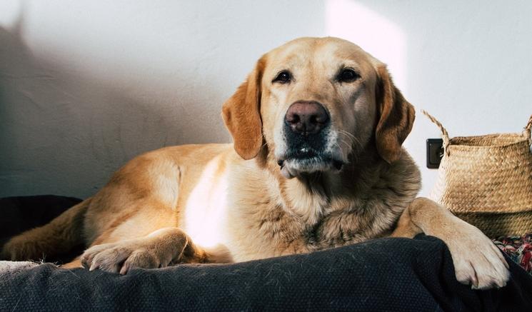 Un Labrador Retriever regarde vers l'objectif