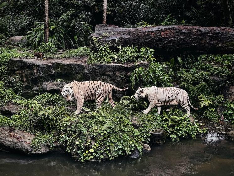 le zoo de singapour et ses tigres blancs 