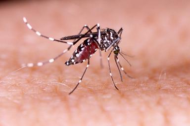 moustique Aedes dengue